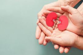 Kidneys held in outstretched hands